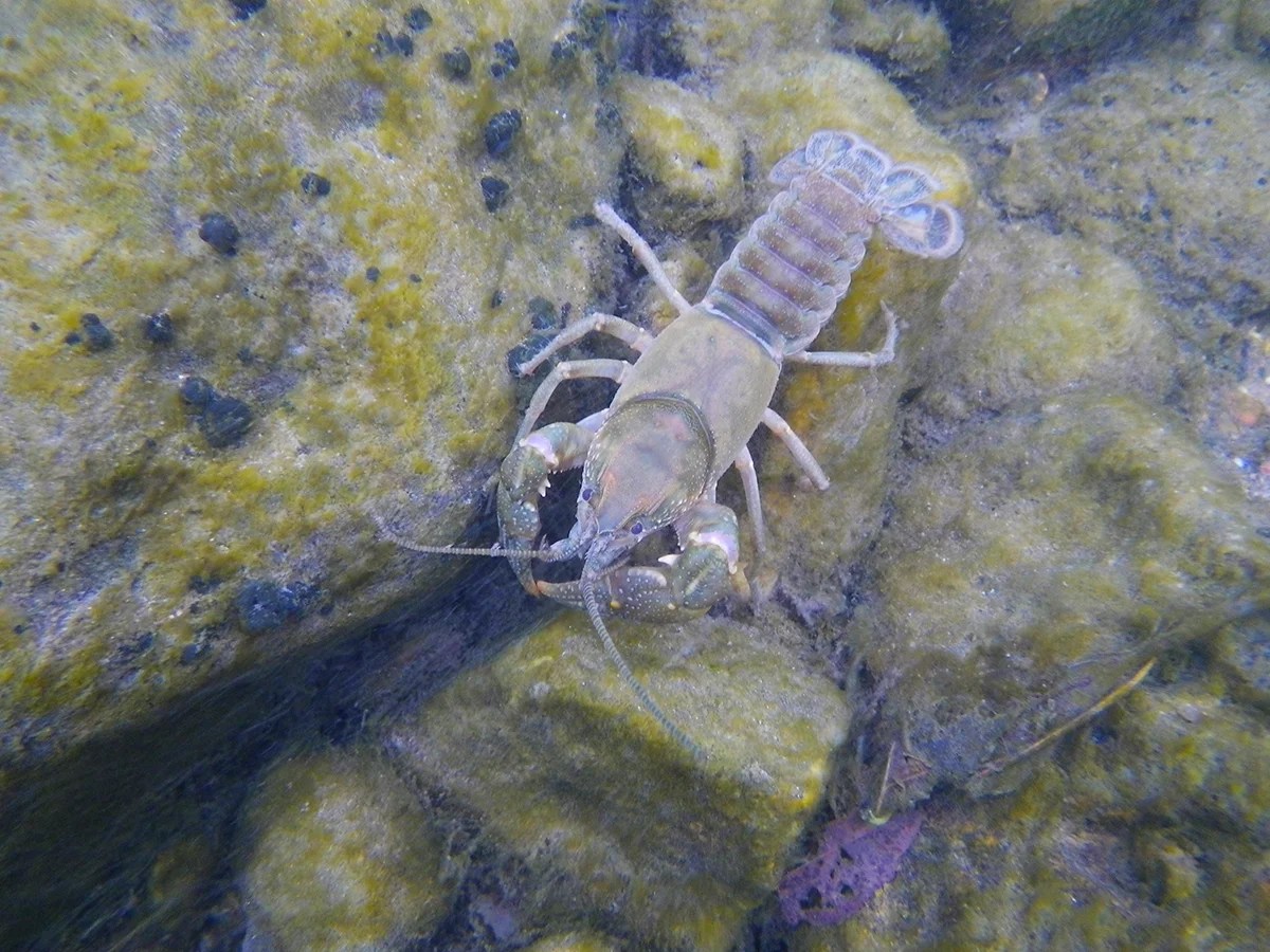 Fly Fishing Minnow & Crayfish Patterns The View From Harrys Window A Fly Fishing Blog