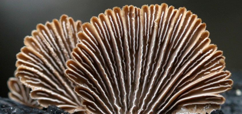 Les basidiomycoses.