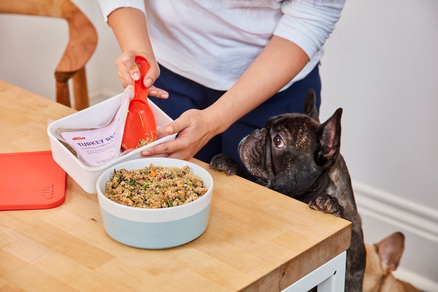 How much should your dog eat?