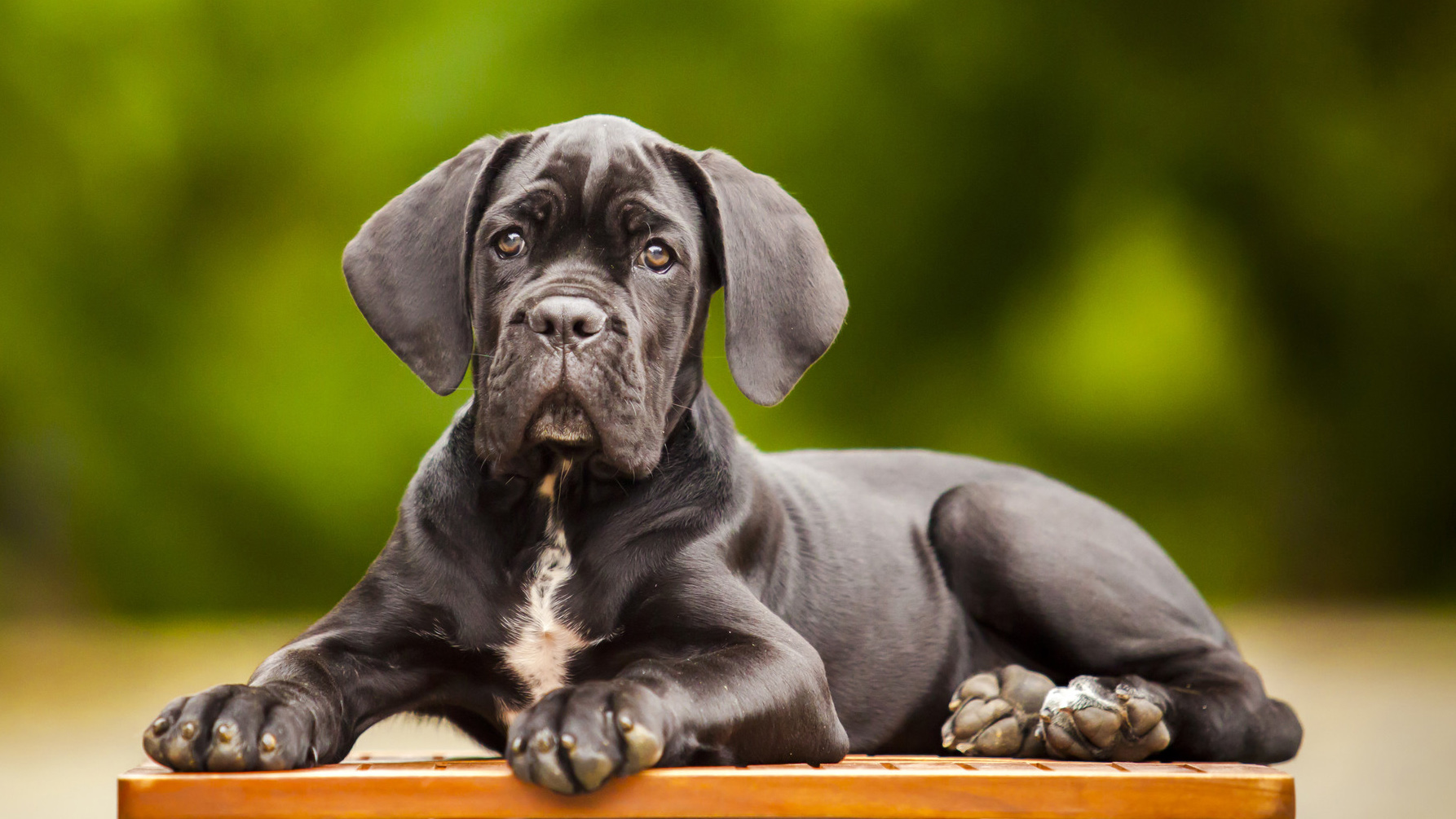Choose resolution & download this wallpaper . My Cane Corso Hd Wallpapers New Tab Mystart