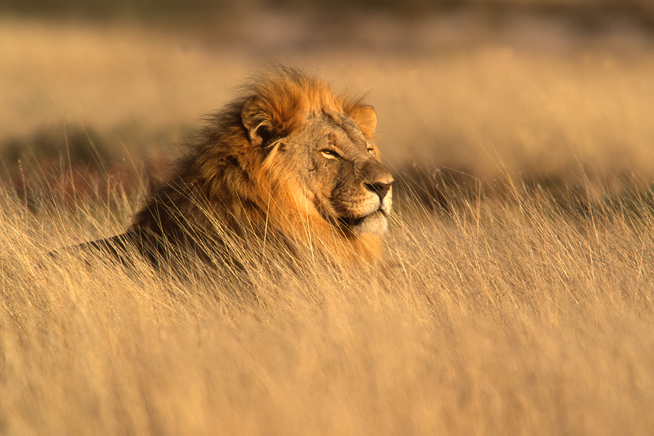 10 facts about the african savanna