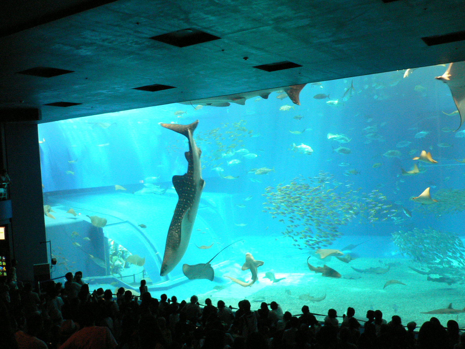 沖縄：ちゅら海水族館