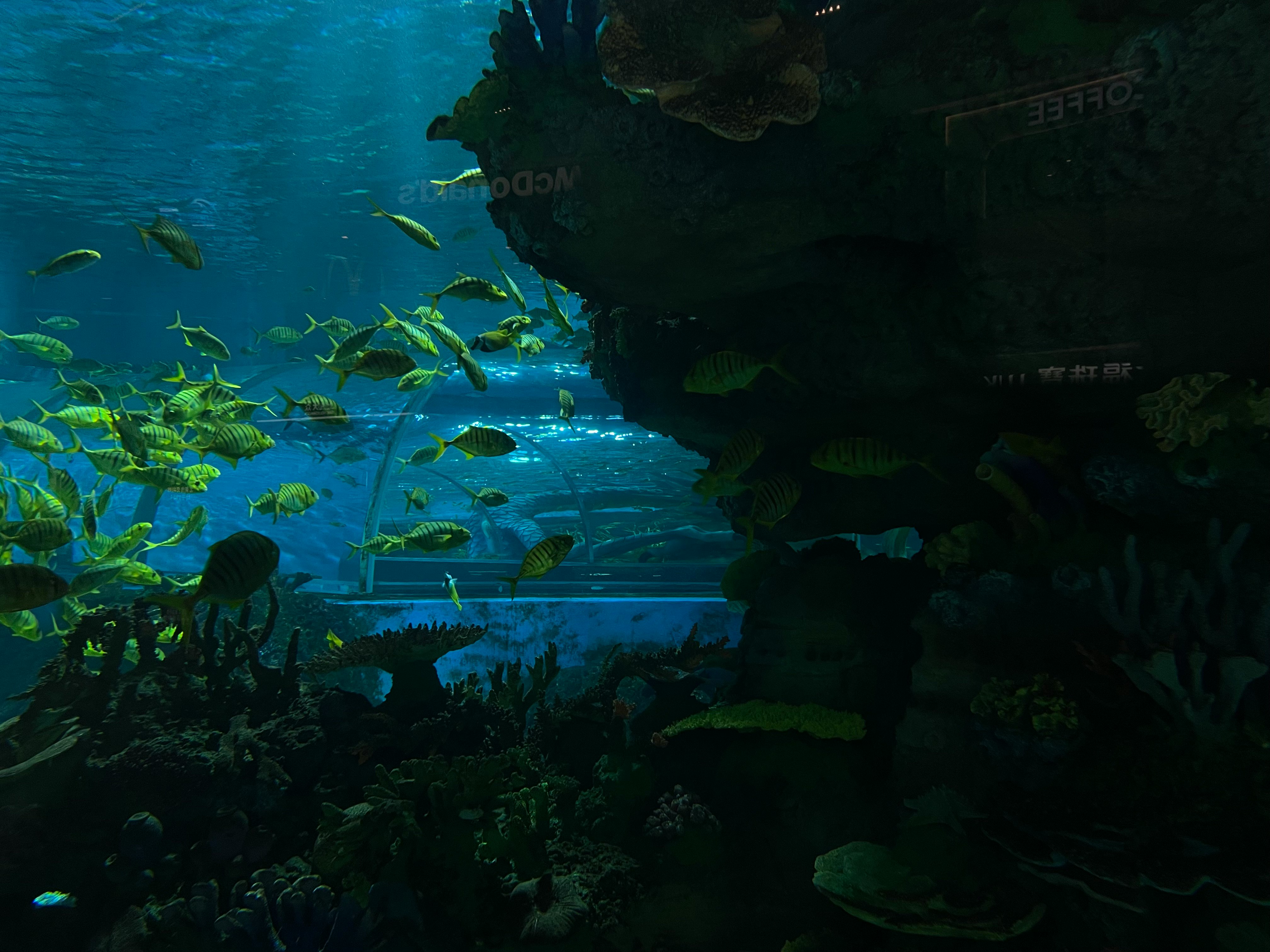 A display at Aquaria KLCC