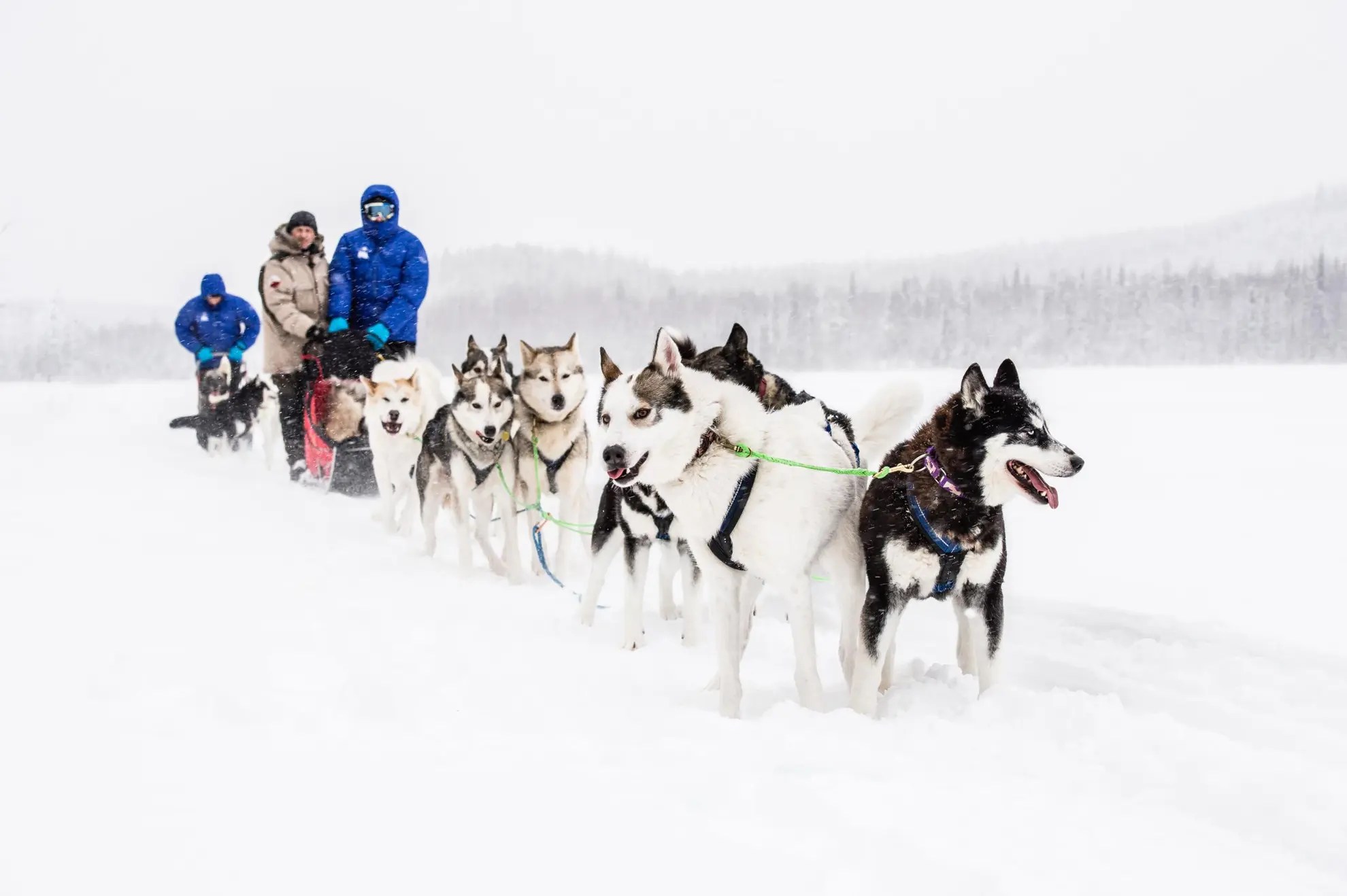 Dog sledding in Sweden