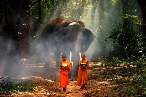 Surin Elephant Round-up