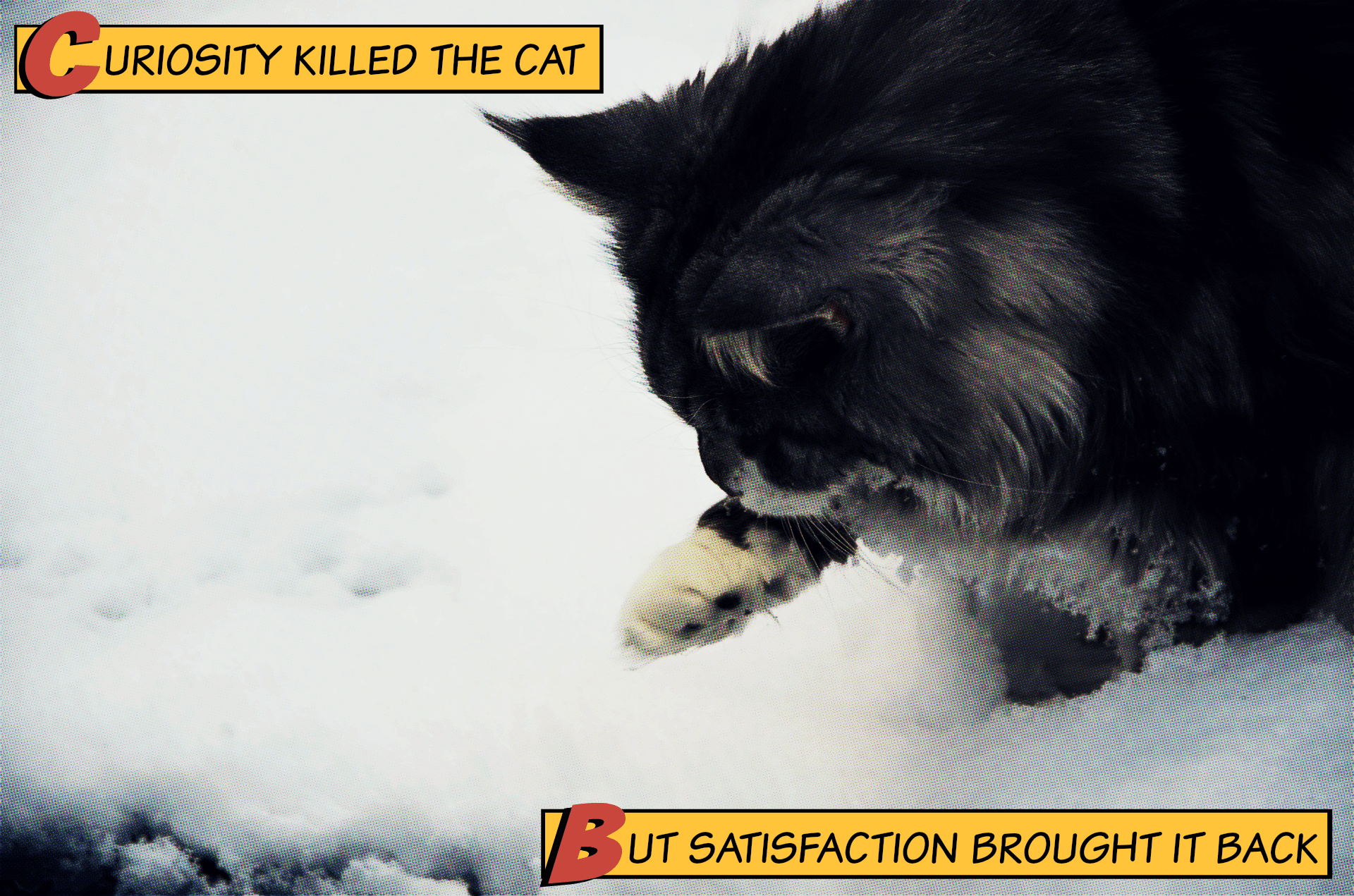 Jack of all trades, master of none is a figure of speech used in reference to a person who has dabbled in many skills, rather than gaining expertise by focusing on one. Curiosity Killed The Cat There Is More To Proverbs Than You Think Online Spellcheck Blog