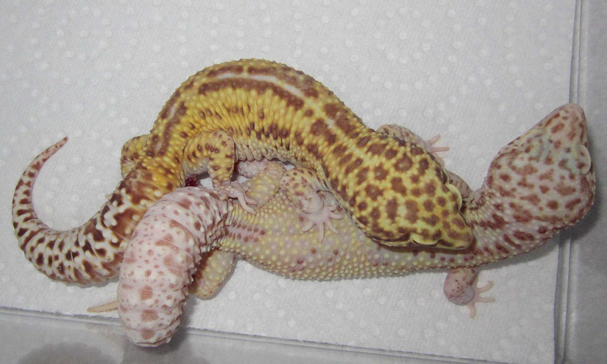 How to tell how old a leopard gecko is. How To Breed Leopard Geckos
