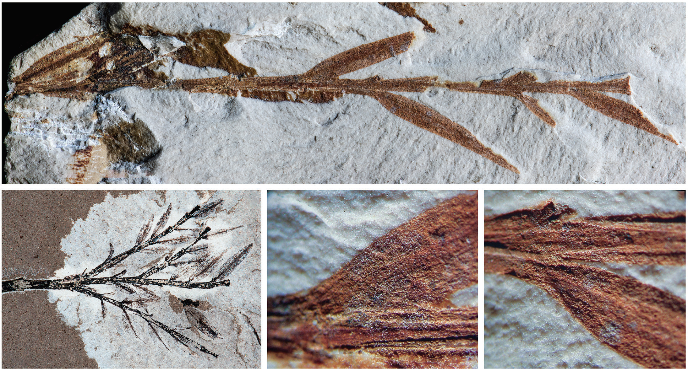 Oldest bamboo” fossil from Eocene Patagonia turns out to be