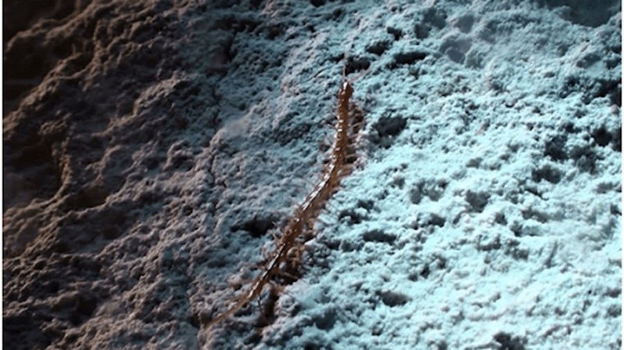 King of the Cave: New centipede on top of the food chain in the