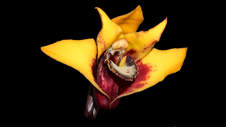 Endangered new orchid discovered in Ecuador | Blog