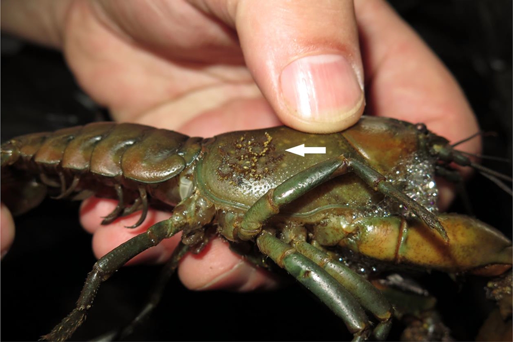 When life gives you zebra mussels | Blog