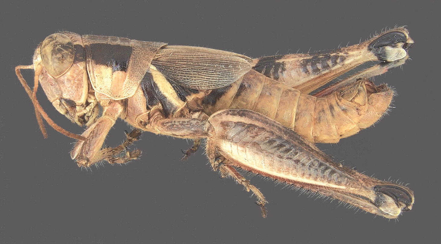 New grasshopper species honor Willie Nelson and Jerry Jeff Walker