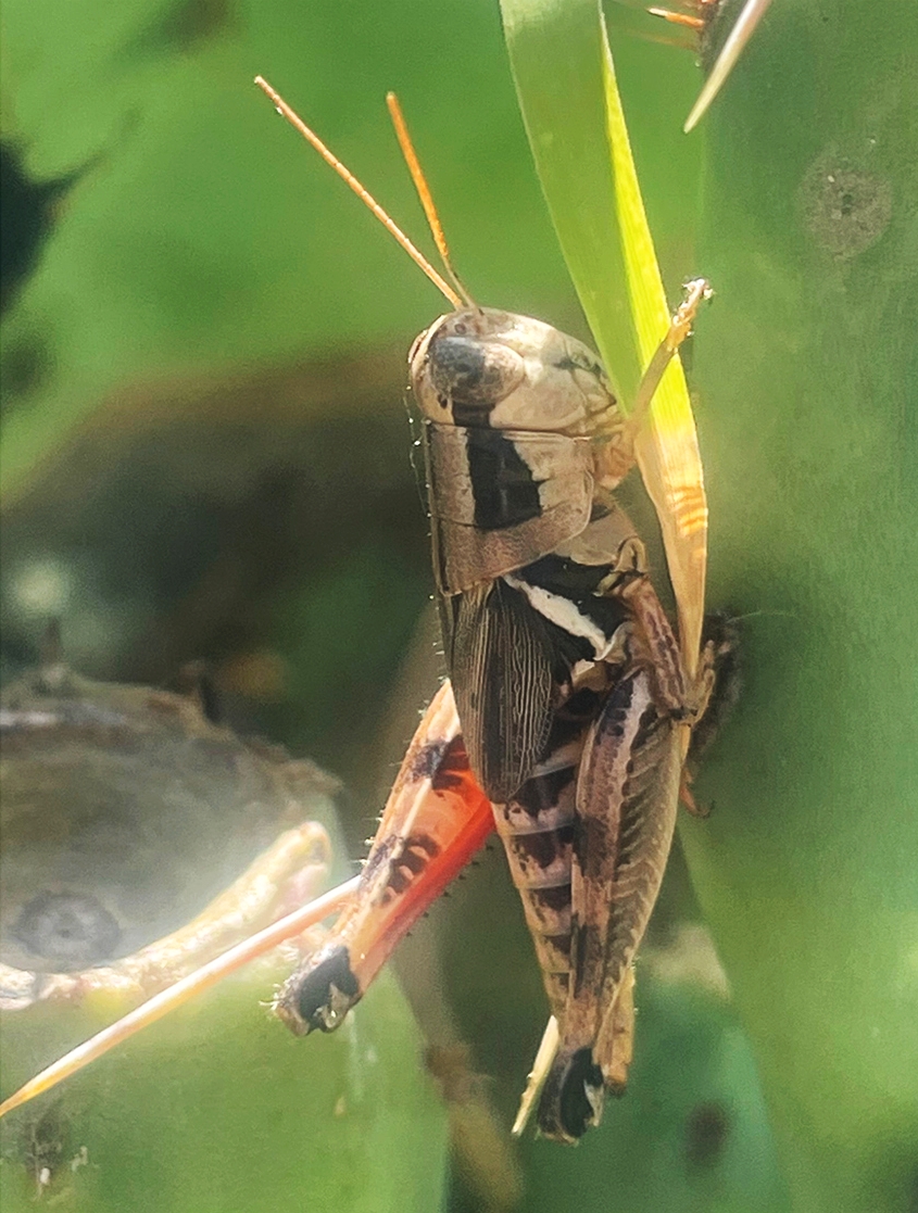 New grasshopper species honor Willie Nelson and Jerry Jeff Walker