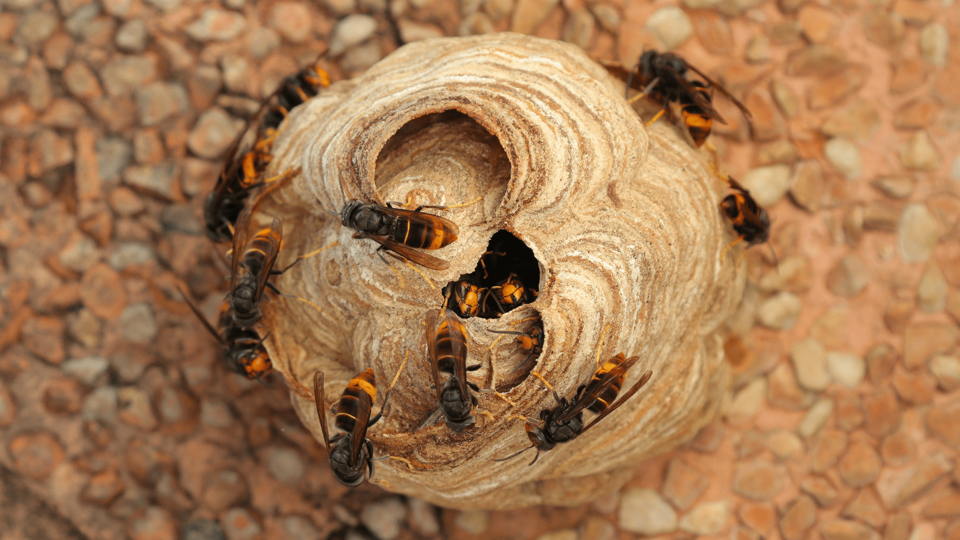 Hornet invaders: British public urged to report yellow-legged bee killers