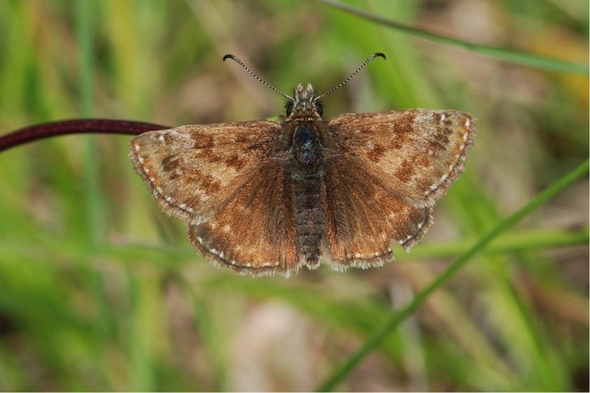 A brown butterfly.