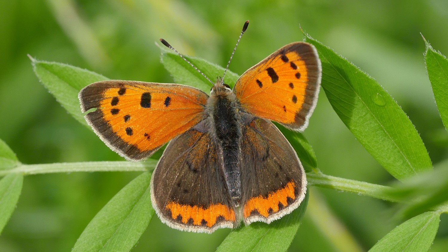 Grassland butterflies: important indicators of the state of nature