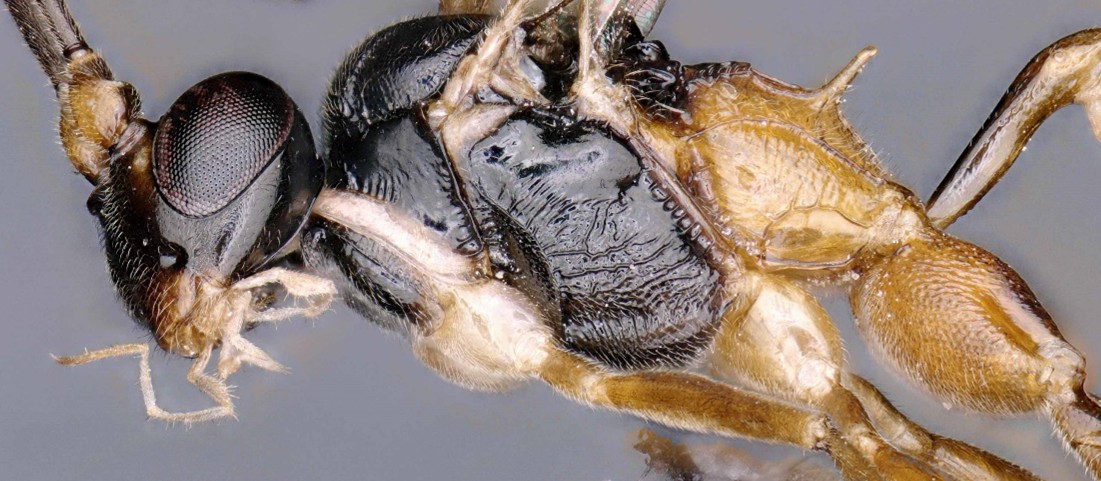 A wasp for the wild: New parasitoid species named in honor of the National Geographic Society