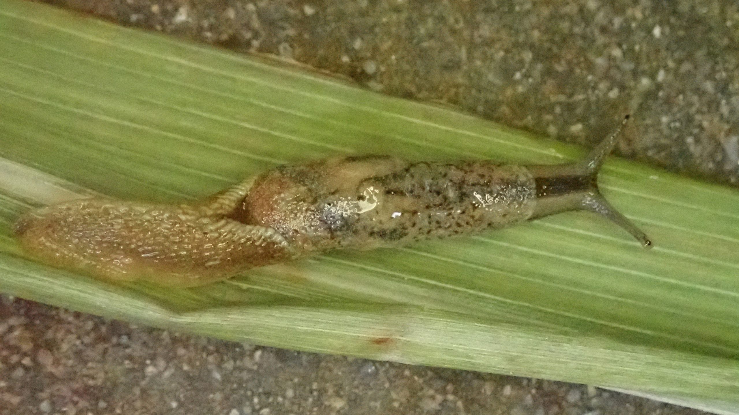 New semi-slug species named after Pensoft’s founder Prof. Lyubomir Penev