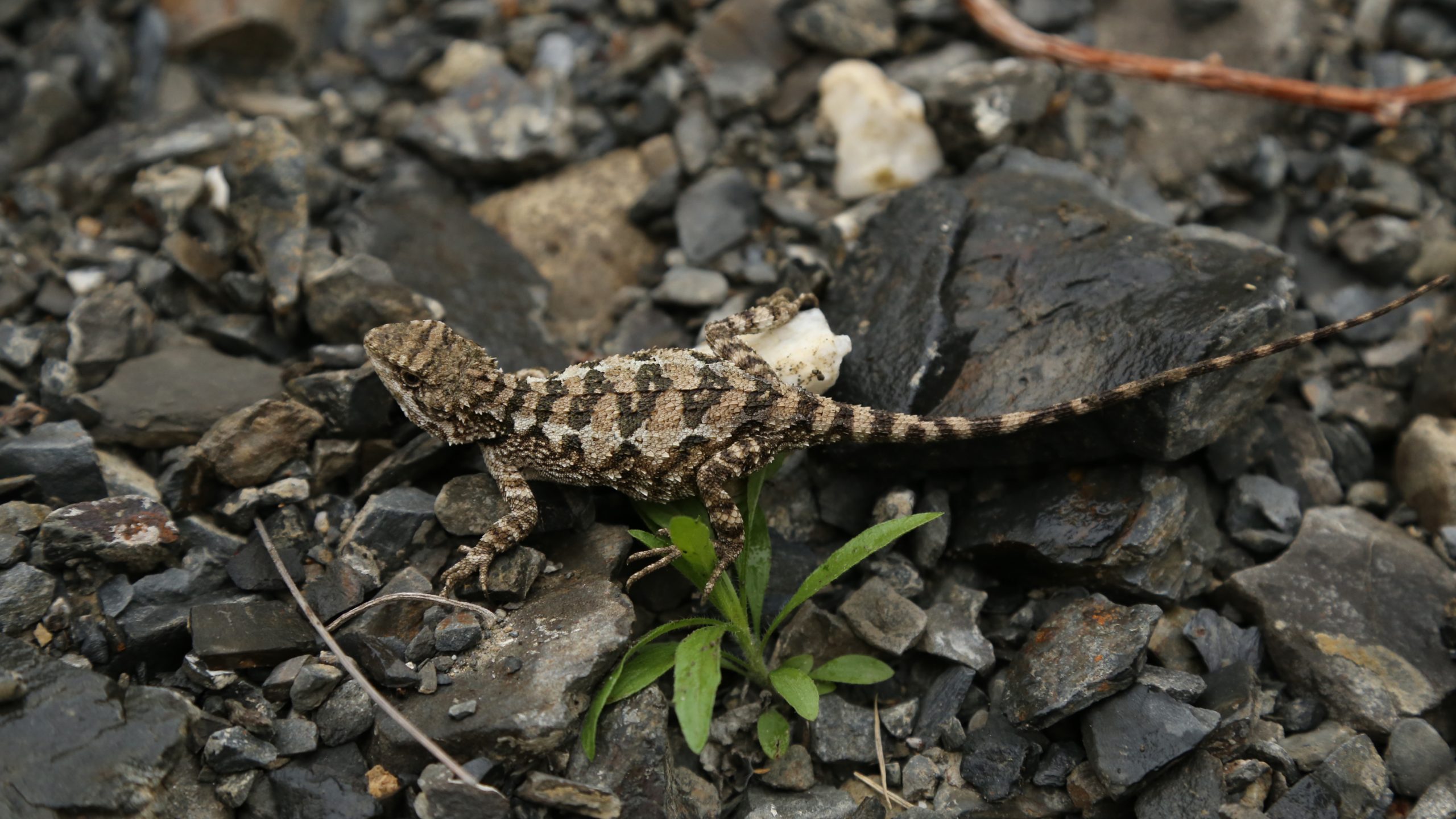 New agamid lizard described from China
