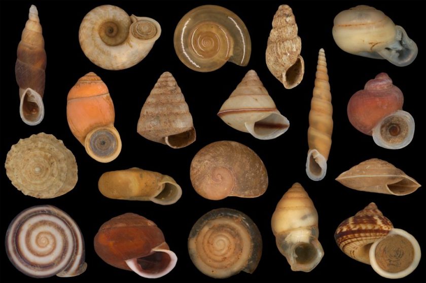 A variety of snail shells against a black background.