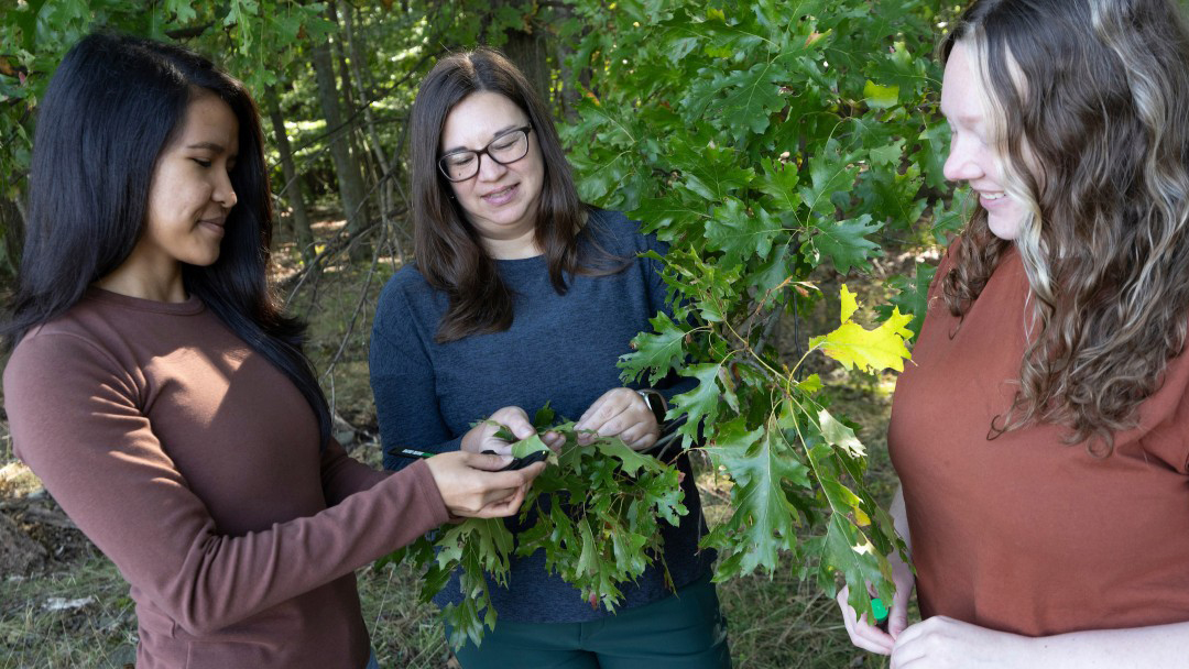 Three women interact with green oak leaves in a wooded area.