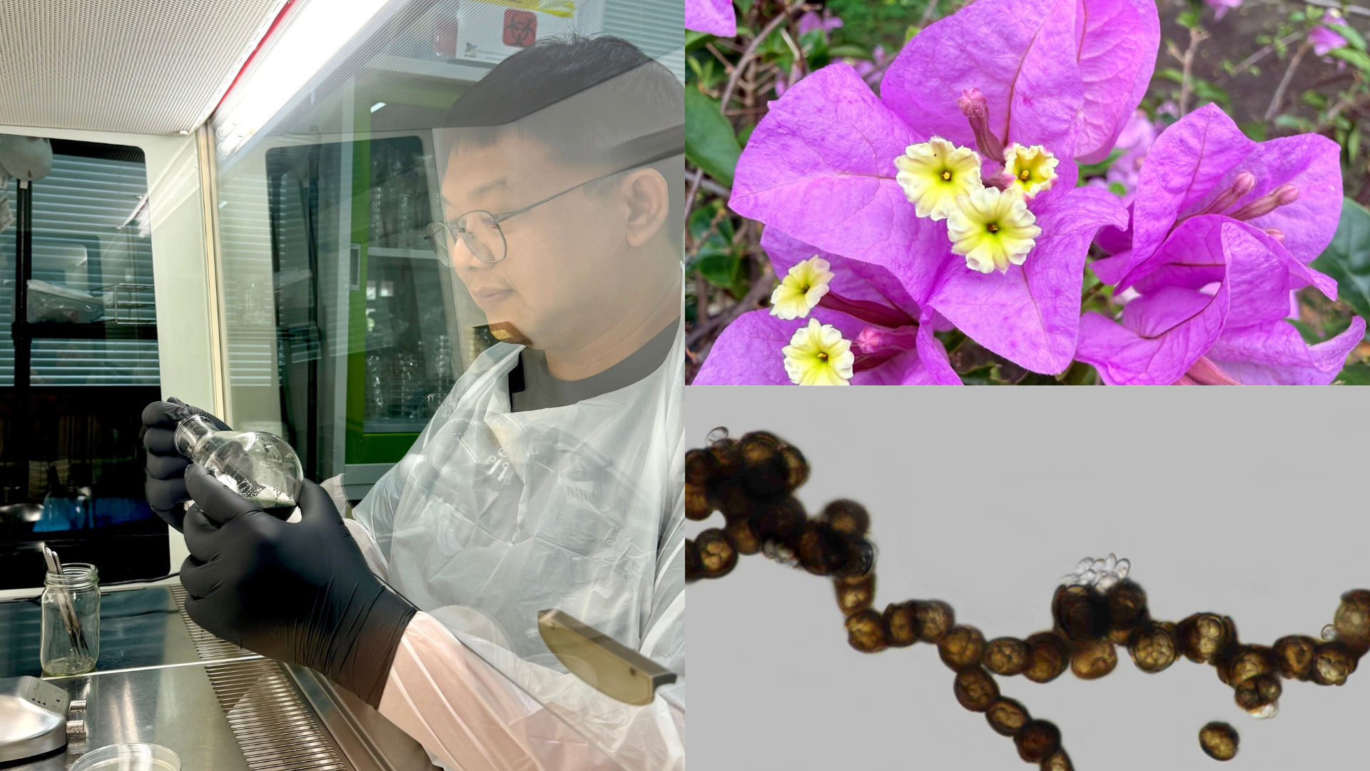 Sixteen new fungus species found hiding in Thailand’s flowers