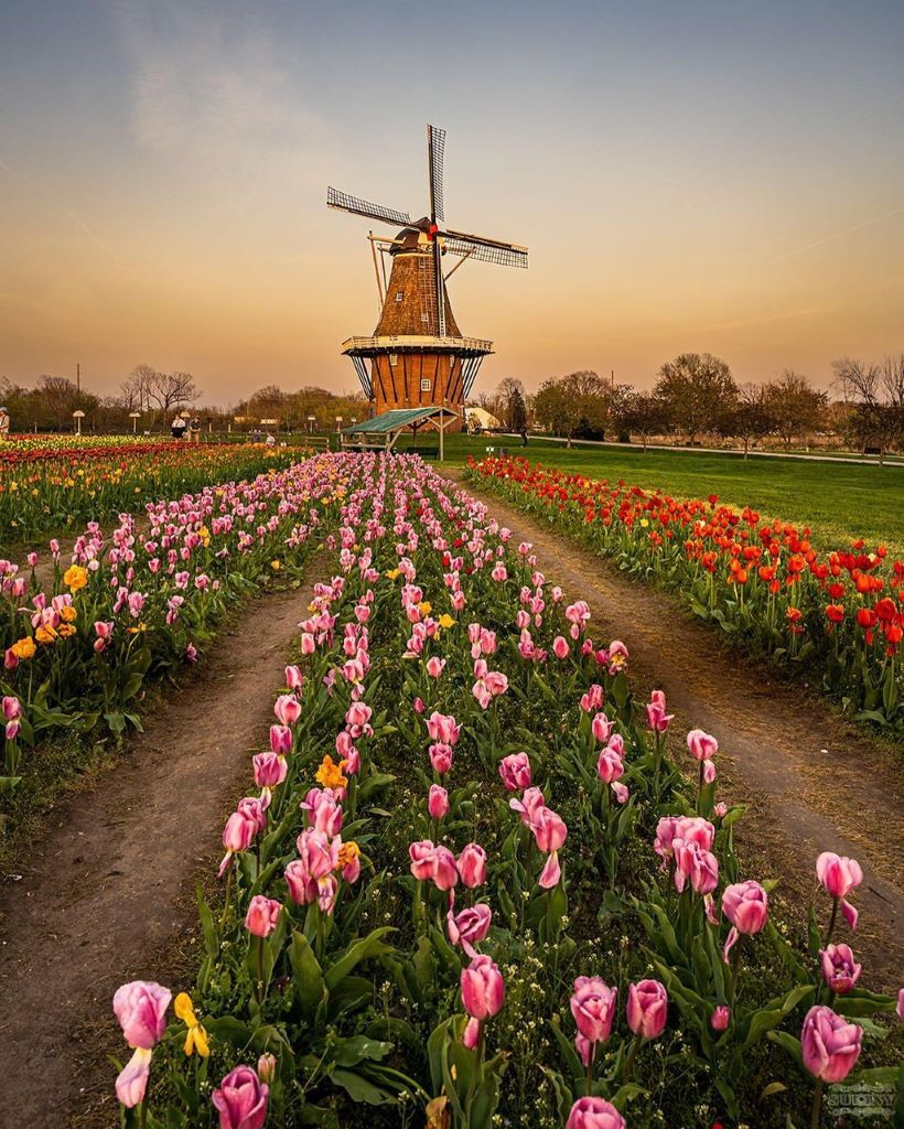 Tulips are showing off in Holland, MI for Tulip Time