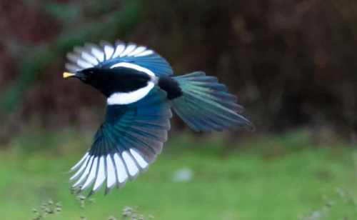 la vie des oiseaux