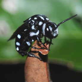 Thyreus lugubris (Apidae) A black fluffy bee with pale blue markings across its head and body resting on a dried leaf.