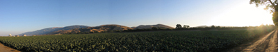 cabbage-fields.jpg