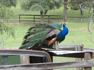 peacock.gif