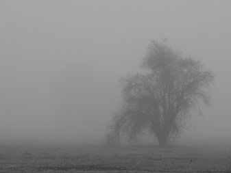 treeinfog.jpg