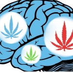 brain