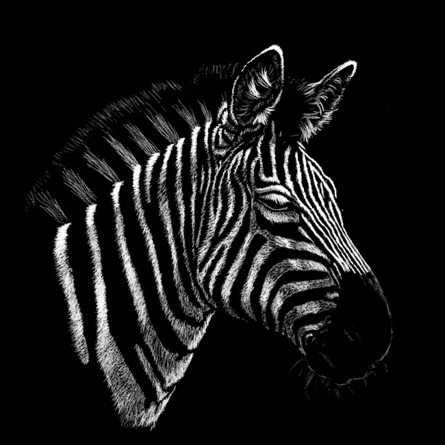 Zeichnen Von Vektorgrafiken Gema Freie Illustration Clipart Zebra Png Herunterladen 800 800 Kostenlos Transparent Png Herunterladen