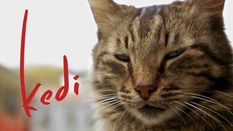 Photo from the film Kedi