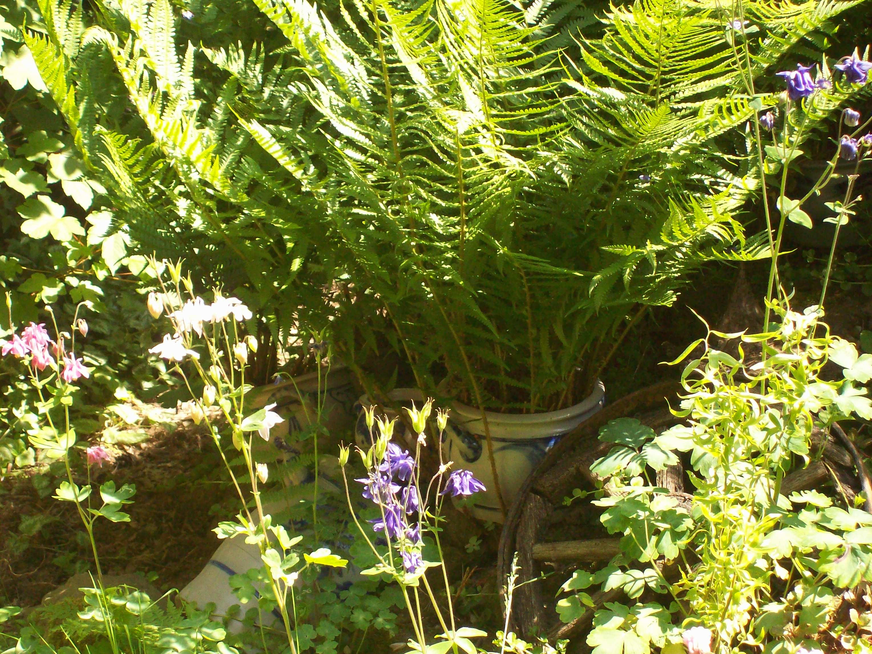 Der Geheime Garten 2020 Film Cinema De