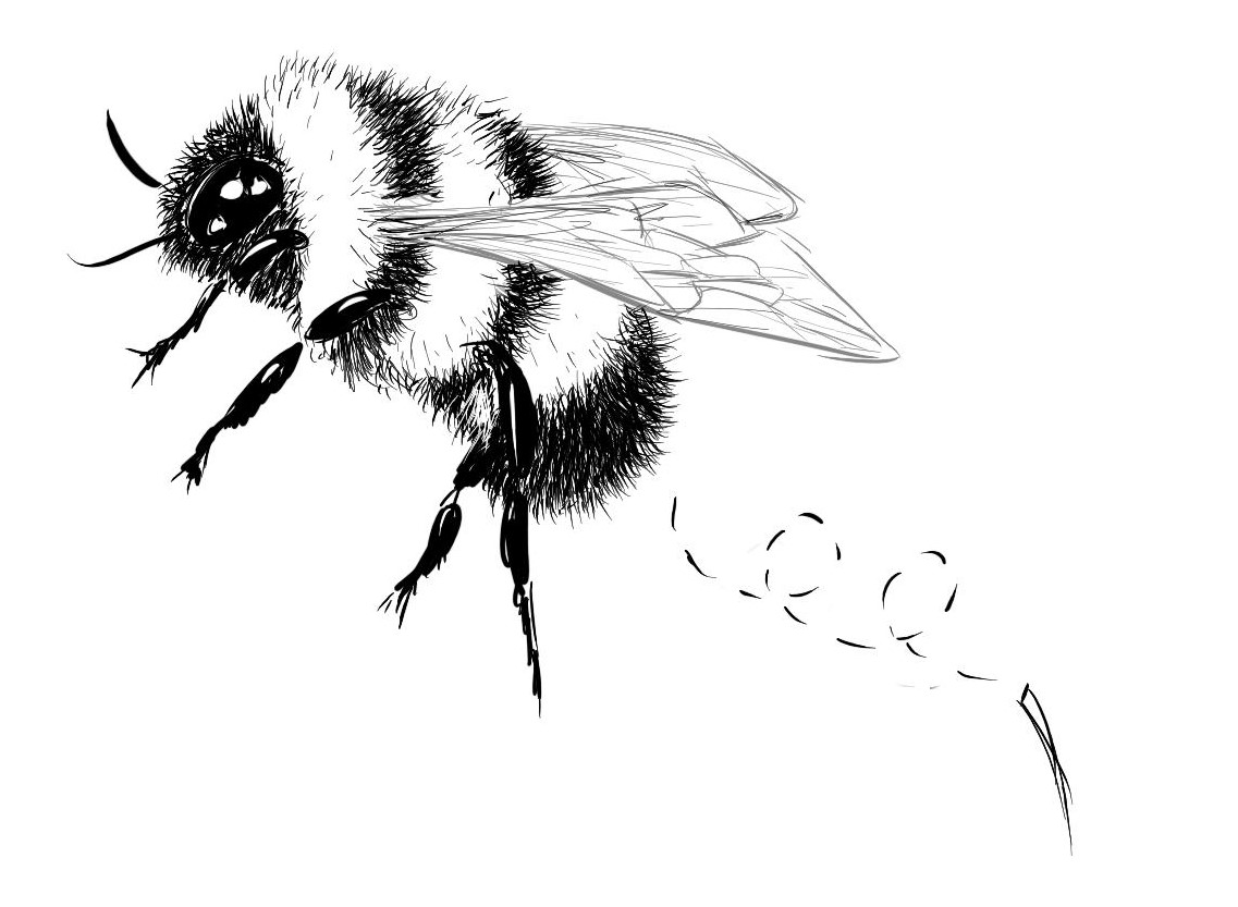Bee with missing stinger