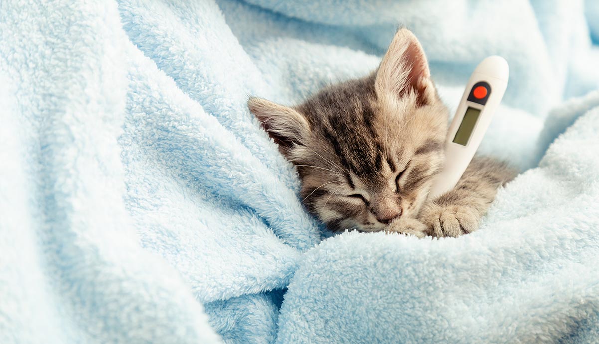 Cara lengkap mengobati kucing flu