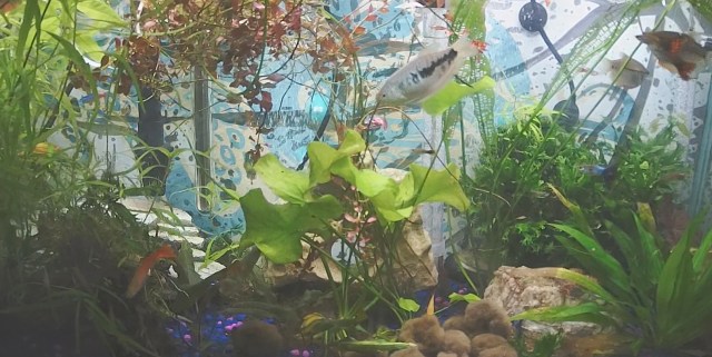 Using Nature Automation, happy aquarium fish swim through a thriving ecosystem.