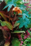 flor