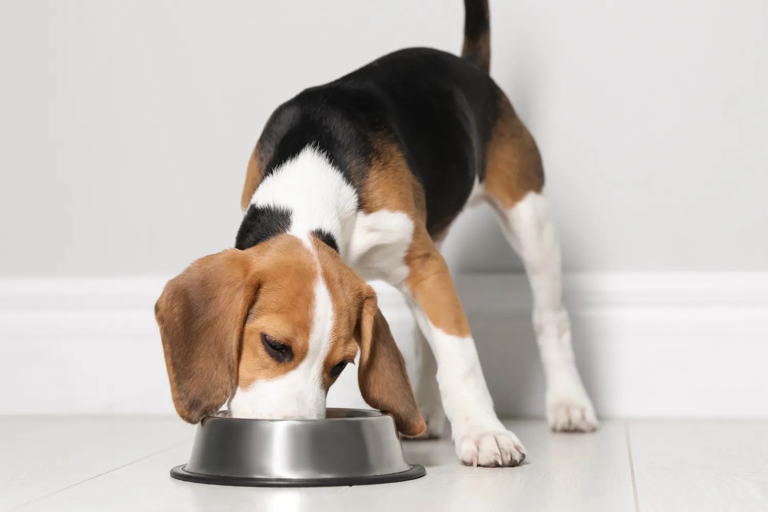 Grain-free or grain-inclusive? Here’s what pet parents actually need to know when choosing the best food for their dog’s health.