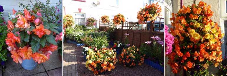 Begonia ‘Apricot Shades’ in Jean’s container garden