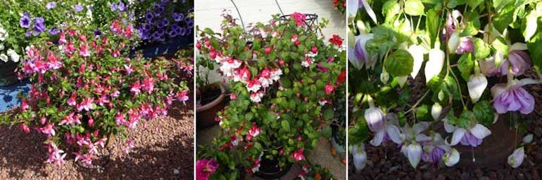 Jean Willis Fuchsia collection