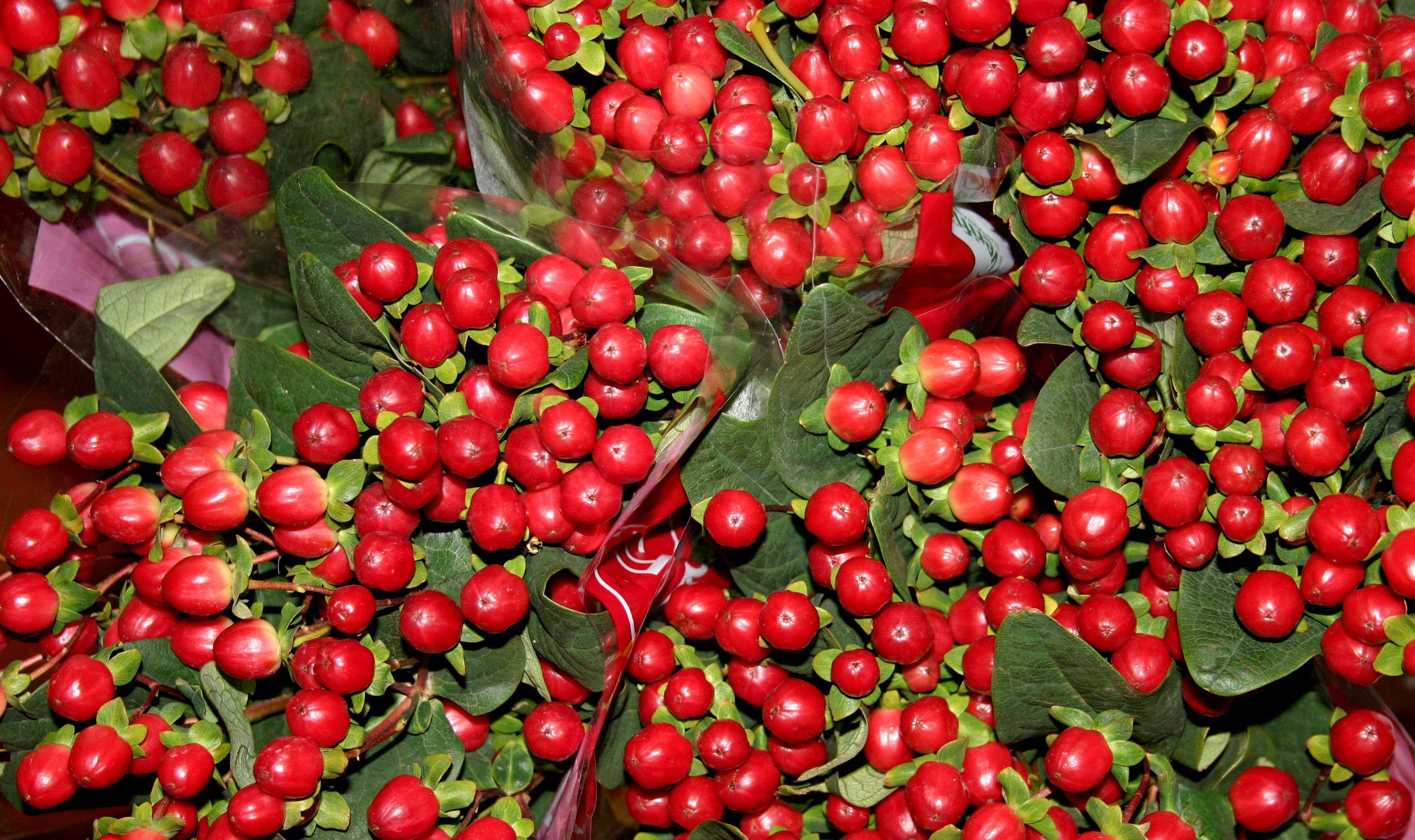 Hypericum The Flower Hub