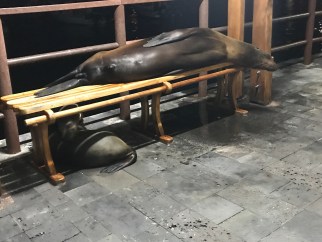 Galapagos