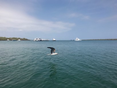 Galapagos