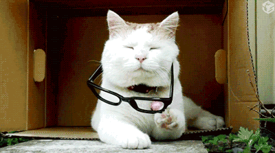 13 cat GIFs that are so cute we just can't – The Eyeopener
