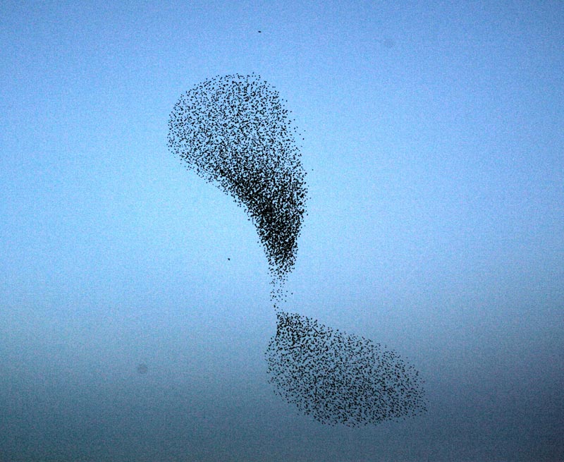 flock1