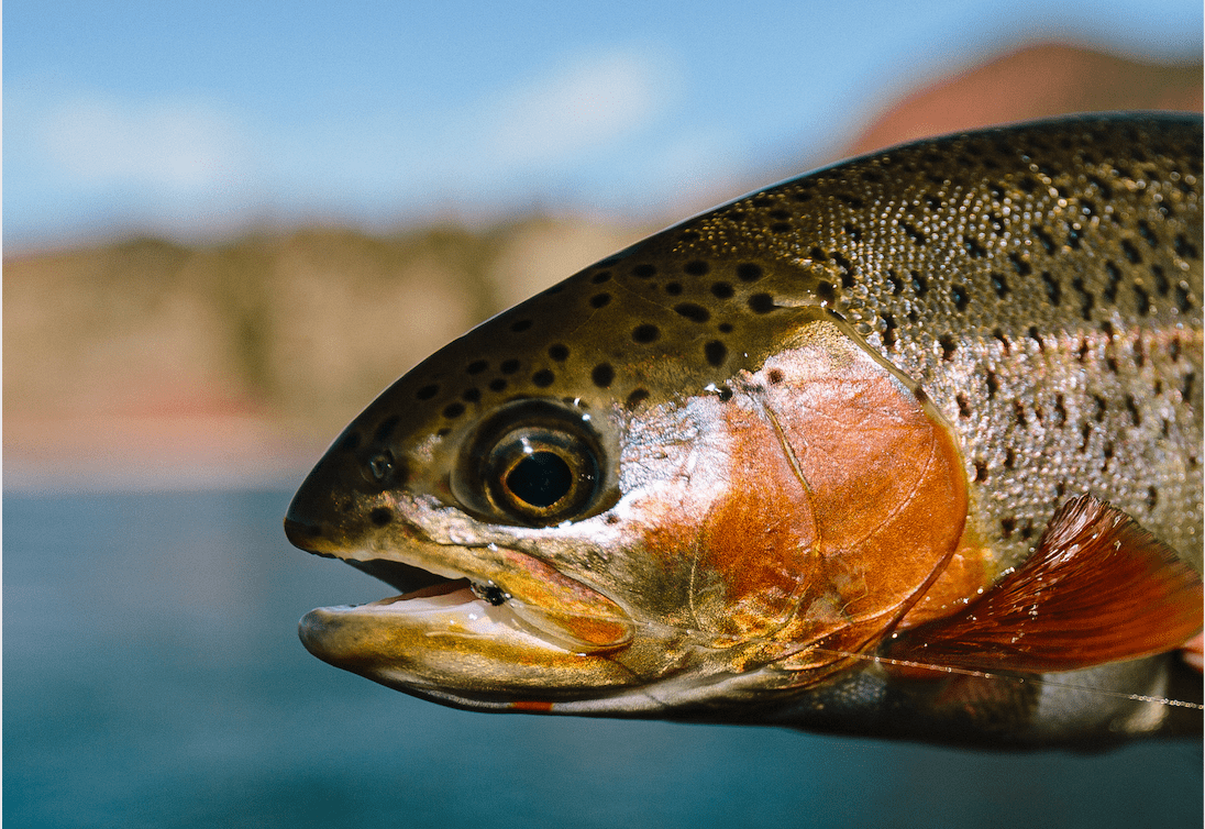 How to Stream Fish 101: Spinning Reel and Flies Below a Float for