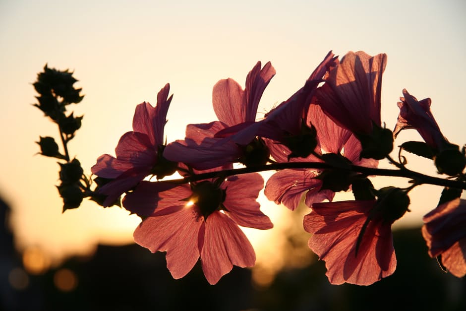 [WI] 3 Easy Ways To Make Joy A Daily Habit